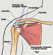 Tratamiento de Rotura del Manguito de los Rotadores del Hombro